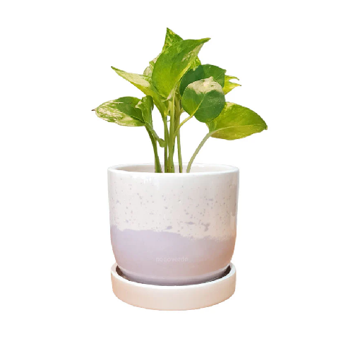 PLANTAS